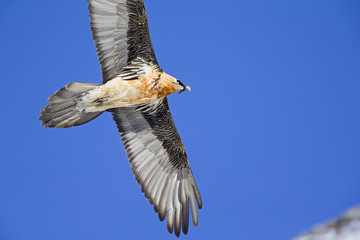 An adult Bearded vulture soaring at high altitude infront of a blue sky in the Swiss Alps.