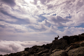 Goat silhouette, ibex pyrenaica, on top of a rocky cliff.
