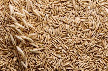 Oatmeal ripe dry grain and oat spike on stem as yellow background or texture, flat lay, top view