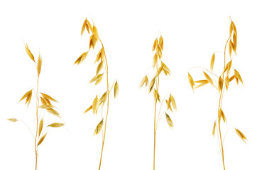 Oat ears with grains isolated on a white background