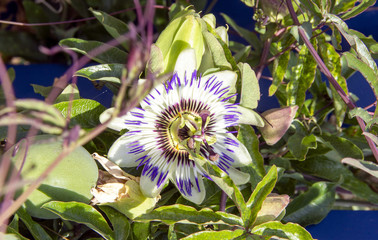 View of a blue passion flowers, Passifloraceae