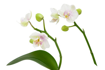 White Orchid flower with buds on branch with green leaf isolated on white background