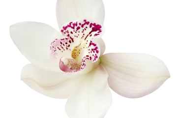 White Orchid Cymbidium flower with pink middle isolated on white background. Macro, close-up