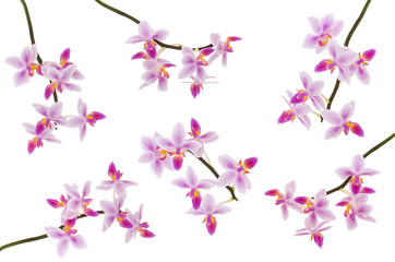 Set of pink purple Orchid flowers on branches or stem isolated on white background