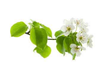 Apple or pear spring flowers on a branch with green juicy leaves isolated on white background