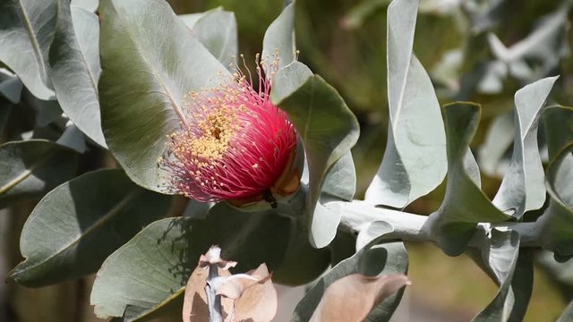 eucalyptus flowers branch swaying on the wind, close-up of large pink flowers with stamens. Eucalyptus is an ecological products for pharmacy and aromatherapy