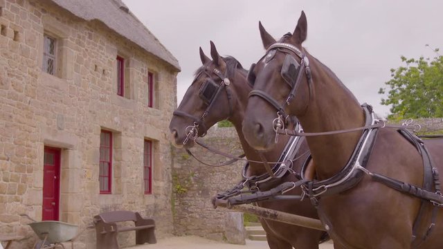 Close up of two brown horses with bridals and reins, near a large, stone barn at Hamptonne Country Life Museum