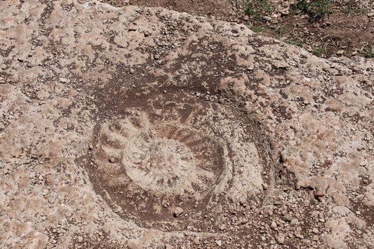 fosil de caracola maritima en el monte
