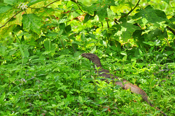 Large Bengal monitor lizard on a background of green jungle in Sri Lanka.