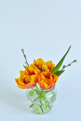Glass vaza with a bouquet of spring flowers.Bunch of pussy willow branches with catkins and tulips.Spring card for Mother's Day, Women's Day. copy space.