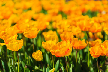 Closeup of yellow tulips flowers with green leaves in the park outdoor. beautiful flowers in spring