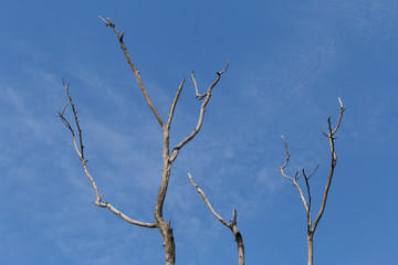 dry branches of tree against blue sky