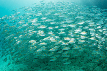 A large school of Yellowstripe scad swim in Alyui Bay, Raja Ampat, Indonesia. Fish school for various reasons including protection, feeding efficiency, spawning, and hydrodynamics.