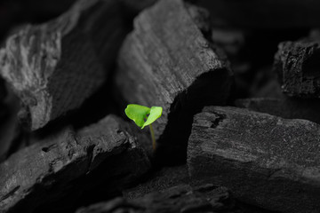 A small plant of basil seedlings at the stage of vegetation planted in the ground in the sun, eceptions of cultivation in an indoor basil for eating. Dark background. Space for your text. 