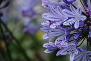 Schmucklilie Agapanthus praecox