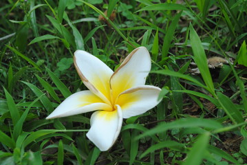 Obraz premium New frangipani flowers fall on the grass in the garden