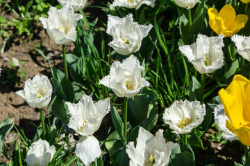 Obraz na płótnie Canvas Tulip flowers on field