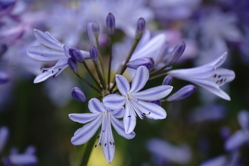 Schmucklilie Agapanthus praecox
