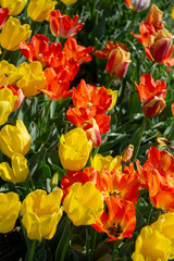 Tulip flowers on field