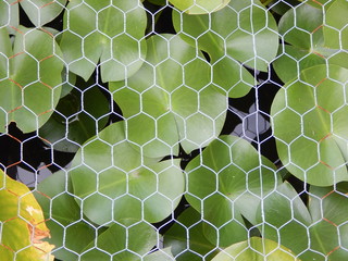 lilypads