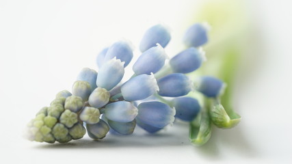 Macro photo of blue Muscari plant on a white background.Beautiful spring mouse hyacinth.