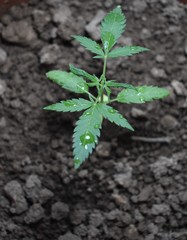Young cannabis in soil