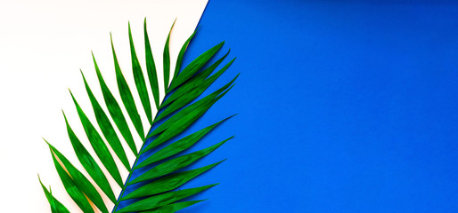 Tropical background. Palm leaf on blue background. Close-up