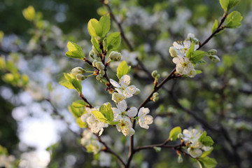 Apple tree branch with a lot of white apple tree flowers and some small green leaves. Photographed during a sunny spring day in Finland. Beautiful details of nature / garden during springtime.