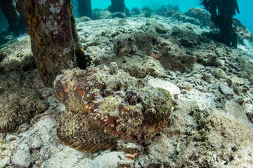 Naklejka na ściany i meble A stonefish, Synanceia verrucosa, sits on the seafloor underneath a pier in Raja Ampat, Indonesia. These ravenous predators are extremely venomous but only use their venom for defensive purposes.