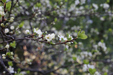 Apple tree branch with a lot of white apple tree flowers and some small green leaves. Photographed during a sunny spring day in Finland. Beautiful details of nature / garden during springtime.