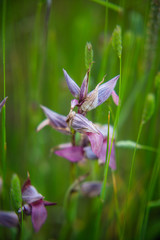 Closeup of Wild Sardinian Orchids on field