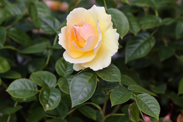 Closeup of a yellow garden rose with slight pink tones. A lot of green leaves around the blooming yellow flower. Joyful, beautiful and delicate flower perfect for anniversary, etc celebrations.