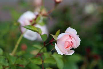 Closeup of a romantic pale pink garden roses. A lot of green leaves around the flowers starting to bloom. Joyful, beautiful and delicate flower perfect for Valentine's Day and other celebrations