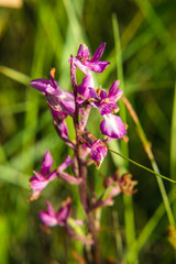 Closeup of Wild Sardinian Orchids on field