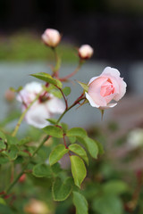 Closeup of a romantic pale pink garden roses. A lot of green leaves around the flowers starting to bloom. Joyful, beautiful and delicate flower perfect for Valentine's Day and other celebrations