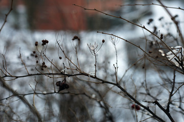 Branches of a tree in a closeup color image during wintertime in Finland. In this photo you can see the brown branches, plenty of snow and soft bokeh background. Cold weather. Macro nature photo.