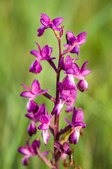 Closeup of Wild Sardinian Orchids on field