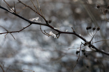 Branches of a tree in a closeup color image during wintertime in Finland. In this photo you can see the brown branches, plenty of snow and soft bokeh background. Cold weather. Macro nature photo.