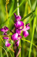 Closeup of Wild Sardinian Orchids on field