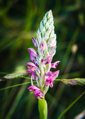 Closeup of Wild Sardinian Orchids on field