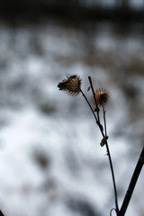 Dry berries on branches of a bush in a closeup color image during wintertime in Finland. In this photo you can see the brown branches and berries, snow and soft bokeh background. Macro nature photo.