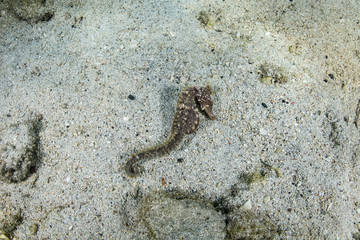 A seahorse, Hippocampus kuda, mimics debris on the sandy seafloor of Raja Ampat, Indonesia. Seahorses are rarely seen due to their masterful camouflage and preferred shallow habitats.