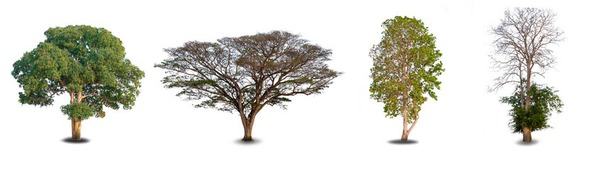 Fototapeta premium Collection four big tree at white background