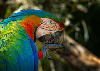 blue and yellow macaw