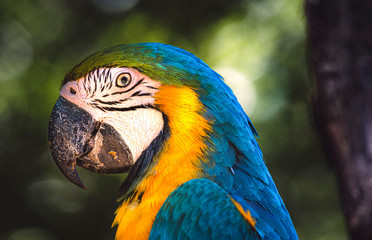 colorful parrot