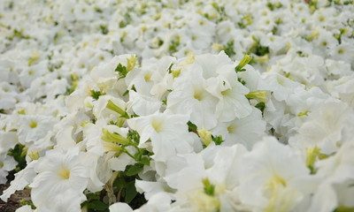 Bautiful white flowers and green leaves