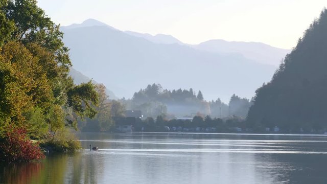 Swan pair on peaceful autumn Alps mountain lake. Hazy morning Wolfgangsee lake view, St. Wolfgang im Salzkammergut, Upper Austria.