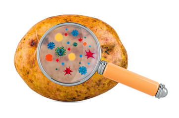 Potato with germs, microbes or viruses under magnifying glass, 3D rendering