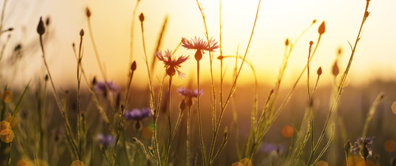  cornflowers in wheat field on  sunset - obrazy, fototapety, plakaty