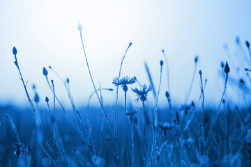 Kornblumen im Weizenfeld bei Sonnenuntergang. Farbe des Jahres 2020 Pantone Classic Blue © Maya Kruchancova